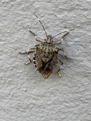 Halyomorpha halys
