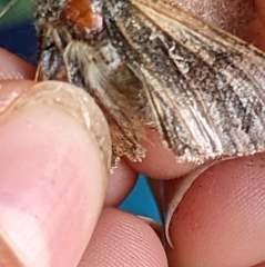 Autographa bimaculata