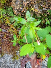 Epilobium amurense