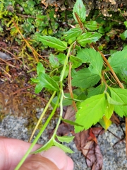 Epilobium amurense