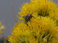 Paradejeania rutilioides