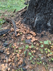 Pholiota highlandensis