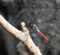 Orthetrum schneideri