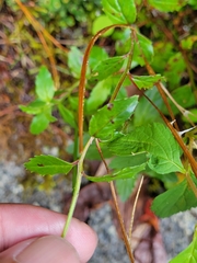Epilobium amurense