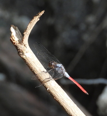 Orthetrum schneideri