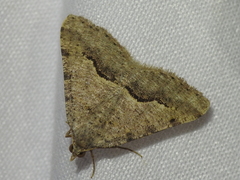 Frederickia s-signata