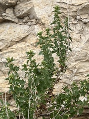 Brickellia laciniata