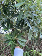 Daphniphyllum oldhami