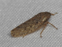Curtara insularis