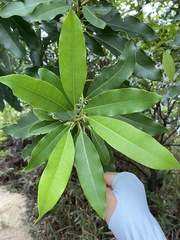 Daphniphyllum oldhami