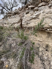 Brickellia laciniata