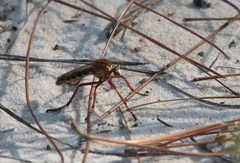 Diogmites crudelis
