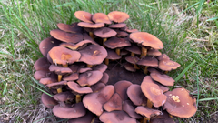 Psathyrella piluliformis