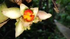 Costaceae