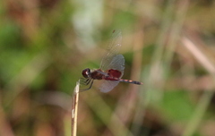 Celithemis amanda