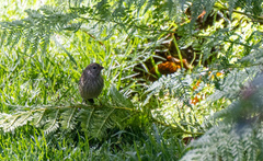 Geospizopsis unicolor