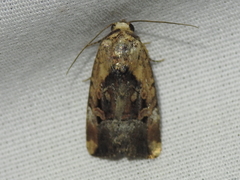 Elaphria chalcedonia