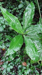 Costaceae