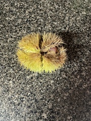 Castanea mollissima