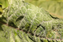 Podosphaera erigerontis-canadensis