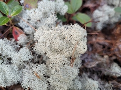 Cladonia stellaris