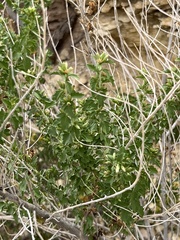 Brickellia laciniata