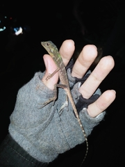 Bronchocela cristatella