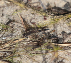 Erythrodiplax minuscula