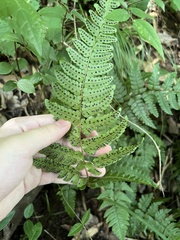 Dryopteris kinkiensis