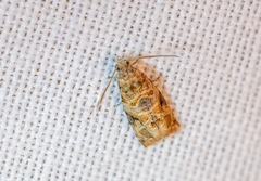 Lobesia botrana