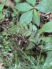 Dryopteris kinkiensis
