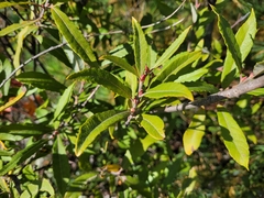 Salix humilis