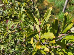 Salix humilis