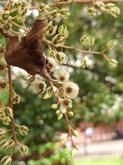 Elaeocarpus serratus