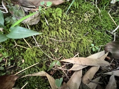 Trachycystis microphylla