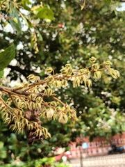 Elaeocarpus serratus