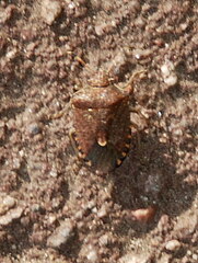 Peribalus strictus vernalis