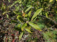 Salix humilis
