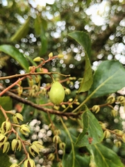 Elaeocarpus serratus