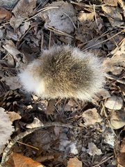 Leporidae
