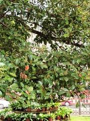 Elaeocarpus serratus