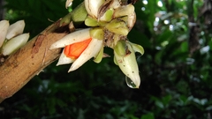 Costaceae