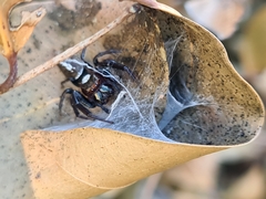 Opisthoncus quadratarius