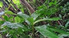 Costaceae