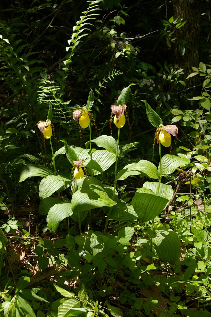 Kentucky Lady's Slipper