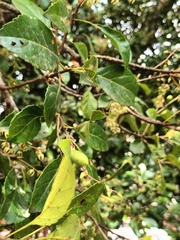 Elaeocarpus serratus