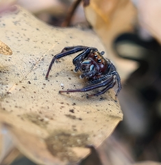 Opisthoncus quadratarius