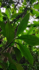 Costaceae