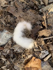 Leporidae