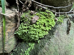 Fissidens bryoides
